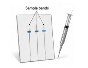 Sample bands applied on an HPTLC plate